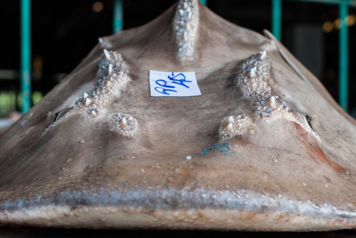 Insights From India’s Fishing Harbours On The Plight Of Rhino Rays