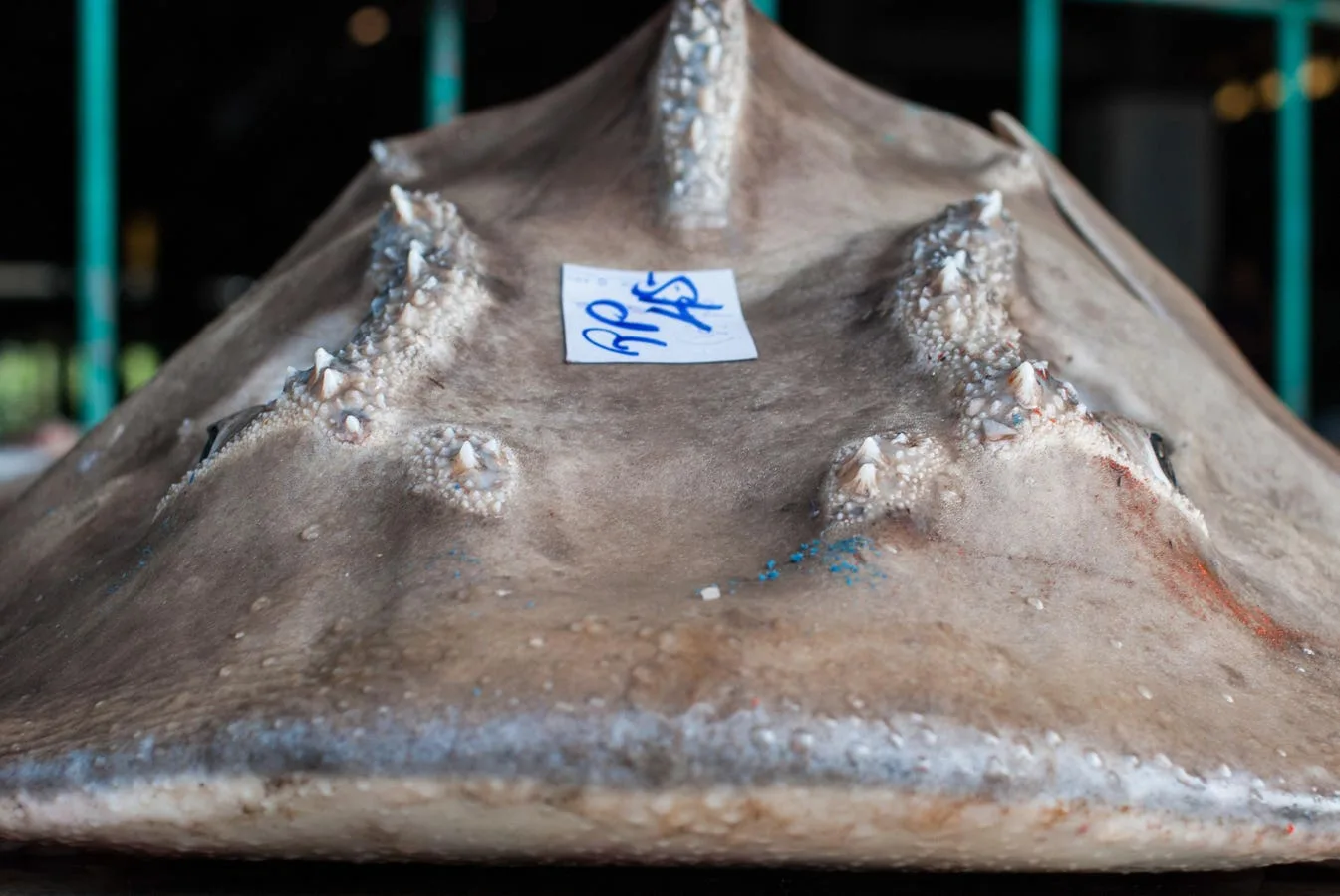 Insights From India’s Fishing Harbours On The Plight Of Rhino Rays